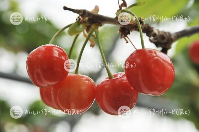 さくらんぼ・桜桃（圃場単体）