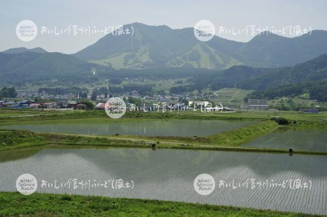 木島平村大塚沖の田園風景（田植え後）