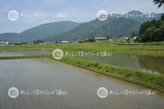 木島平村大塚沖の田園風景（田植え後）