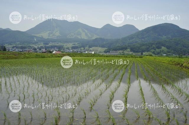 木島平村大塚沖の田園風景（田植え後）