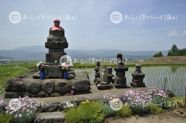 木島平村大塚沖の田園風景（田植え後）