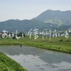 木島平村大塚沖の田園風景（田植え後）