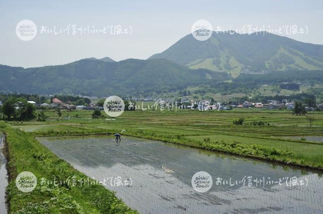 木島平村大塚沖の田園風景（田植え後）