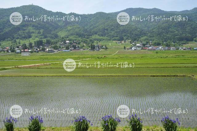 飯山市豊田他の田園風景（田植え後）