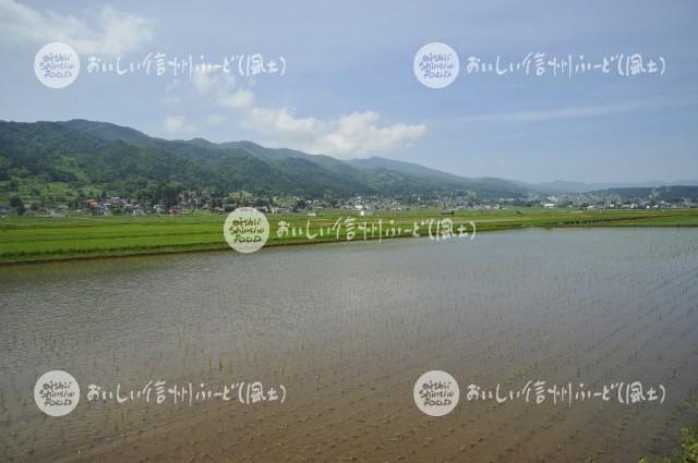 飯山市豊田他の田園風景（田植え後）