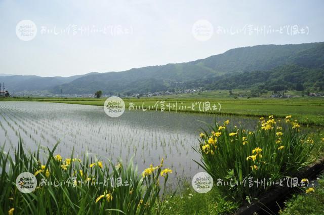 飯山市豊田他の田園風景（田植え後）