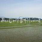 飯山市豊田他の田園風景（田植え後）