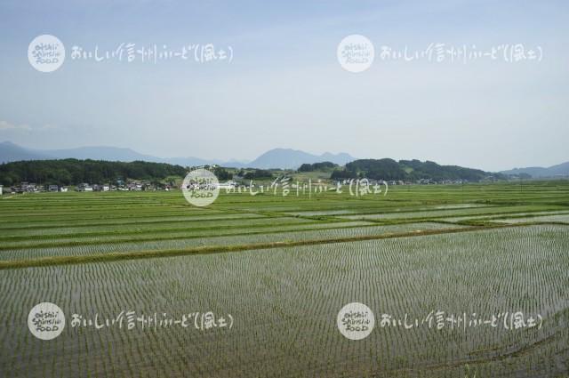 飯山市豊田他の田園風景（田植え後）