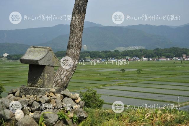 飯山市豊田他の田園風景（田植え後）