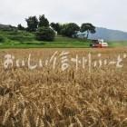 伊那市東春近の小麦（ハナマンテン）の麦秋
