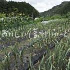 清内路にんにく（圃場風景）