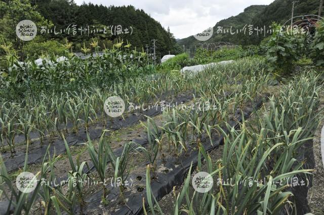 清内路にんにく（圃場風景）