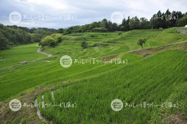 よこねの田んぼ（水田風景）