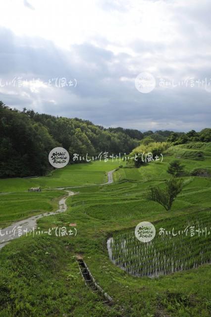 よこねの田んぼ（水田風景）