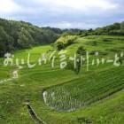 よこねの田んぼ（水田風景）