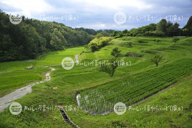 よこねの田んぼ（水田風景）