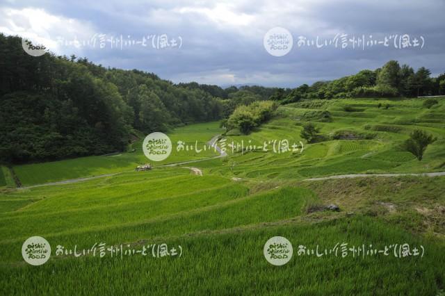 よこねの田んぼ（水田風景）