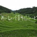 よこねの田んぼ（水田風景）