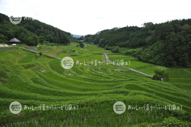 よこねの田んぼ（水田風景）