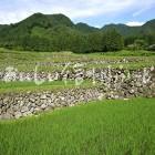 飯山市福島の棚田（田植え後）