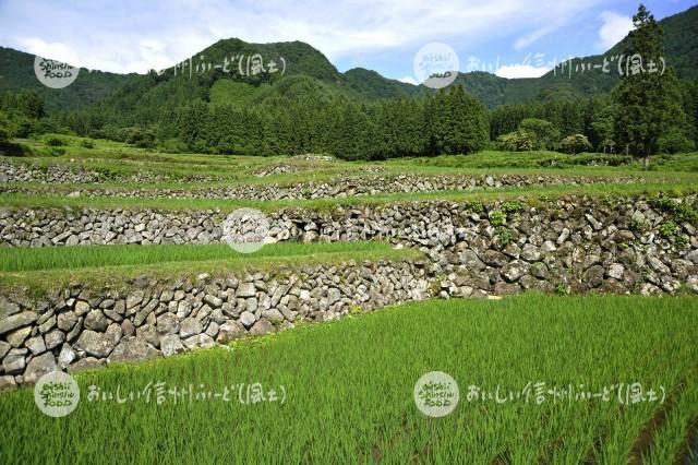 飯山市福島の棚田（田植え後）