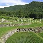 飯山市福島の棚田（田植え後）