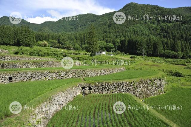 飯山市福島の棚田（田植え後）