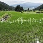 飯山市福島の棚田（田植え後）