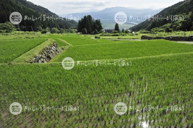 飯山市福島の棚田（田植え後）