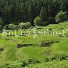 飯山市福島の棚田（田植え後）