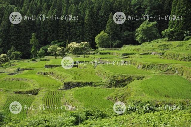 飯山市福島の棚田（田植え後）