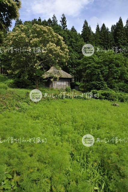 阿弥陀堂（飯山市）