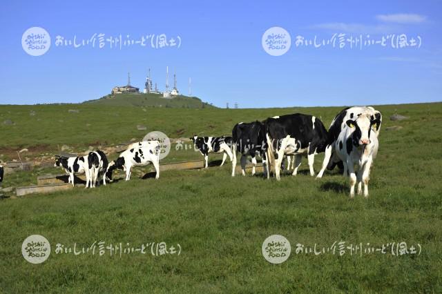 美ヶ原牧場の放牧風景