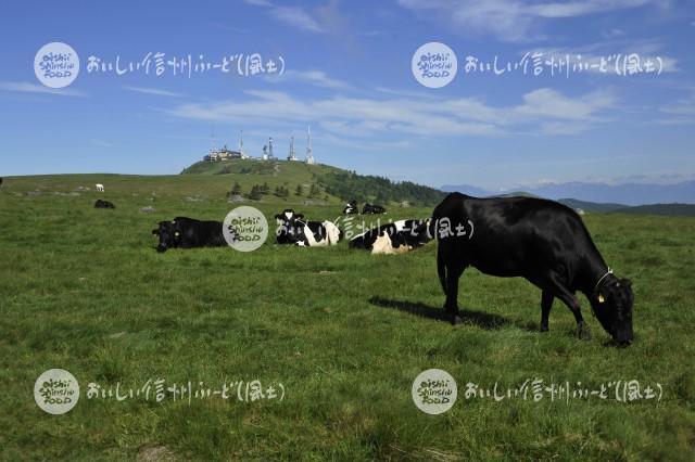 美ヶ原牧場の放牧風景