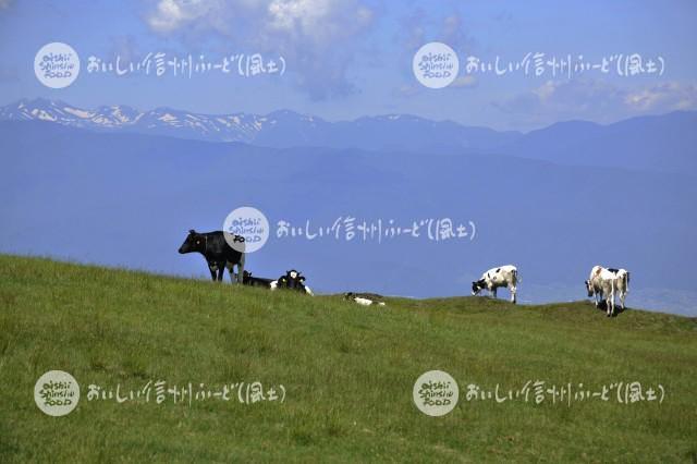 高ボッチ牧場の放牧風景