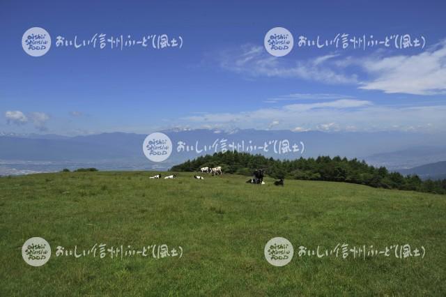 高ボッチ牧場の放牧風景