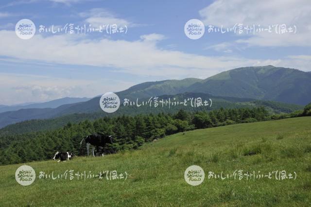 高ボッチ牧場の放牧風景