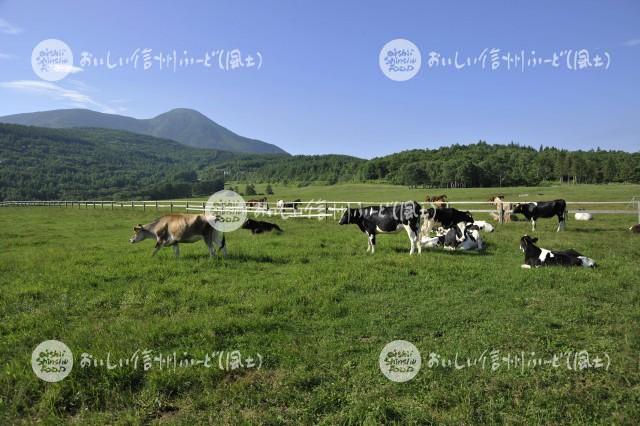 蓼科第二牧場の放牧風景