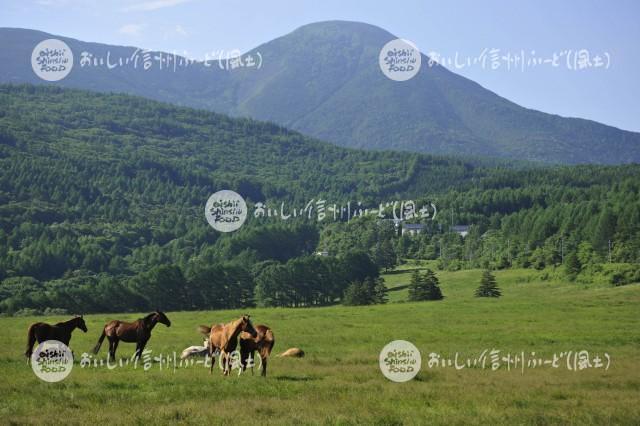 蓼科第二牧場の放牧風景