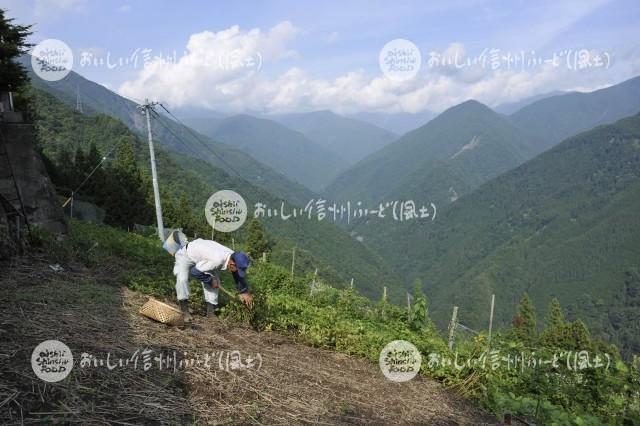 下栗芋・下栗二度芋（収穫風景）