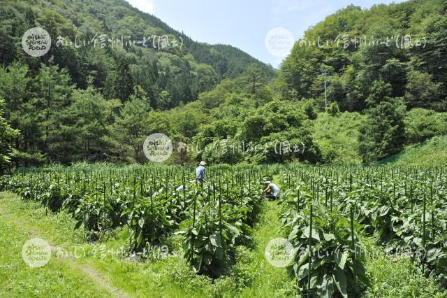 鈴ヶ沢なす（圃場）