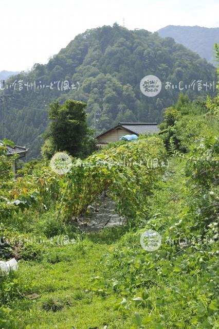 伍三郎うり（圃場）