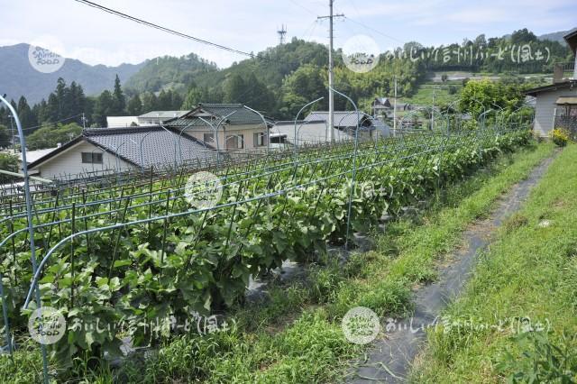 ていざなす（圃場）