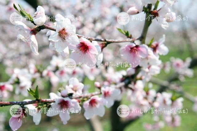 千曲川河川敷のももの花