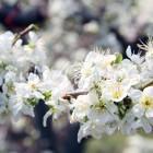 千曲川河川敷のプルーンの花