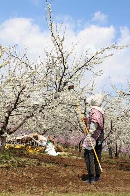 千曲川河川敷のプルーンの花（花付け作業）