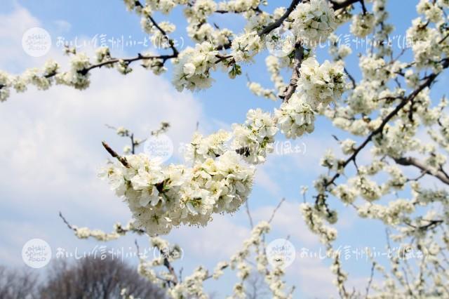 千曲川河川敷のプルーンの花