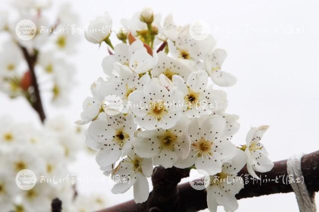 なしの花（南水）