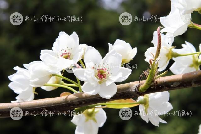 なしの花（幸水）