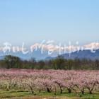 千曲川河川敷のももの花